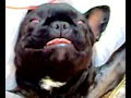 bulldog frances cesarea bulldog frances cesarea