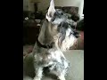 Puppy snow