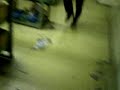 joga bonito...oh joga feio..???