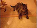 Cat Playing with Pasta