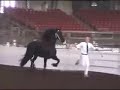 Oeke (friesian mare) at her keuring