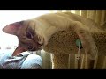 Smoky, our cross-eyed blue point siamese cat