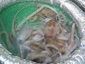 Live Octopus For Food!!