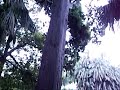 VIDEO DEL BOTANICO 3.mpg VIDEO DEL BOTANICO 3.mpg