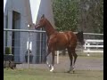 DMB The Innovator Burke Stud