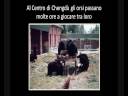 gli orsi delle fattorie della bile gli orsi delle fattorie della bile