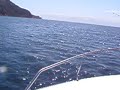 dolpis chasing boat tasmania coles bay dolpis chasing boat tasmania coles bay