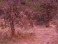 mfuwe zambia 4 - lions !