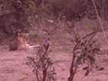 mfuwe zambia 4 - lions !