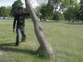 Jeeves trying to climb a tree Jeeves trying to climb a tree