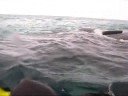 Baleias em Arraial