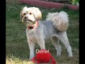 Maggie and Tami, our playful loveable dogs Maggie and Tami, our playful loveable dogs