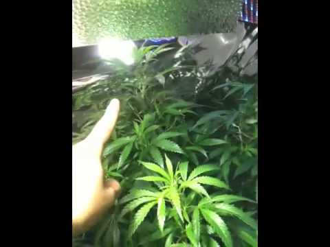 how to grow ak48 indoors
