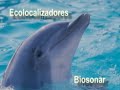 Evolución de los Mamiferos marinos ( 2/2) Evolución de los Mamiferos marinos ( 2/2)