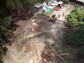 Ace Master tree removal no.2