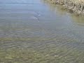 Toe-To-Fin WIth A Texas Redfish Toe-To-Fin WIth A Texas Redfish