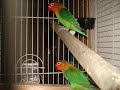 Fischer Lovebirds Fischer Lovebirds