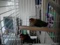 Fisher lovebirds