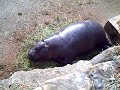 Hipopotamo Pigmeo en Cabarceno Hipopotamo Pigmeo en Cabarceno