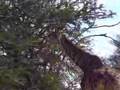 Giraffe in the Kruger 