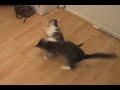 catmovie