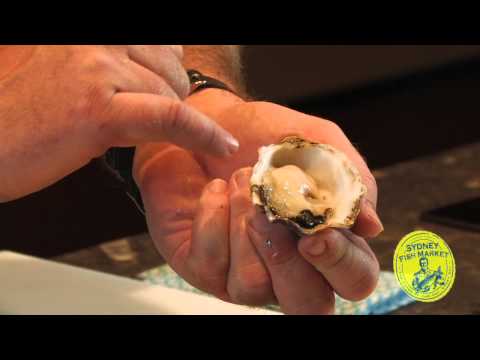 how to properly store oysters