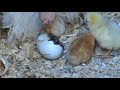 Baby Chick Hatching 1 of 3 - Ma Ma lends a beak Baby Chick Hatching 1 of 3 - Ma Ma lends a beak