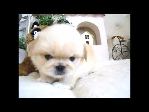 YouTube Preview Image