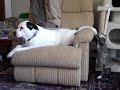 Good Dog