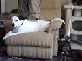 Good Dog