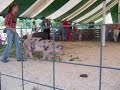 Swine Showing Swine Showing
