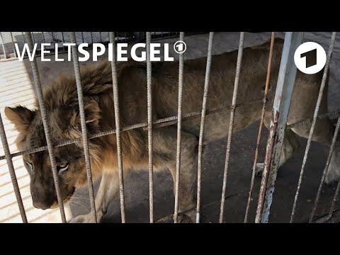 Karthum/Sudan: Die vergessenen Lwen im Zoo | Weltspie ...