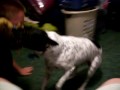 Tug of war Kory & Sassy.mov