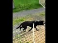 Urban Mushing