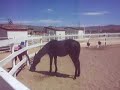 decoto stud colt decoto stud colt