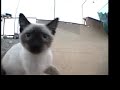 kitty cat. kitty cat.