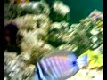 Tiger/Dragon fish