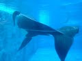 Tillikum underwater. 24/09/2007