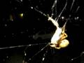 videos de Spider Kill