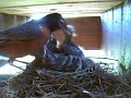 Robins Nest WebCam Mom feeding Babies Day 6