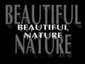 Wild Life