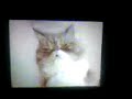 Tit chat ce réveil.mp4