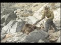 Siberian brown bear kill shot