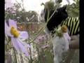 Spudgy Bees