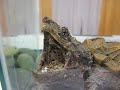 Macrochelys temminckii - Alligator Snapping Turtle