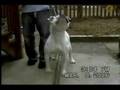 Bulldog Americano video