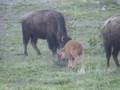 Dancing Baby Buffalo