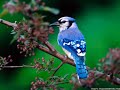 The sounds of spring - bird songs