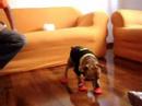 dança do... cachorro dança do... cachorro
