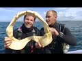 Ultimate Killers: Great White vs Bull Shark